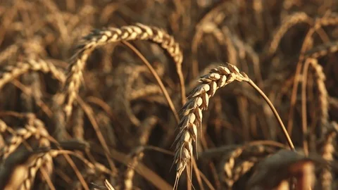 Wheat field at sunset in summer 스톡 동영상 77642936