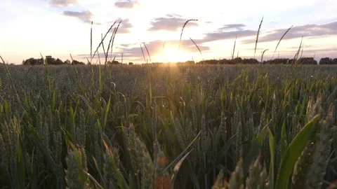 Wheat field in sunset summer time Stock Footage 76889426
