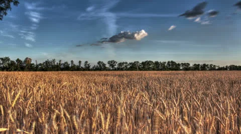 Wheat Field at sunset. time lapse 4K(4096x2304)HDR Stock Footage 24898396