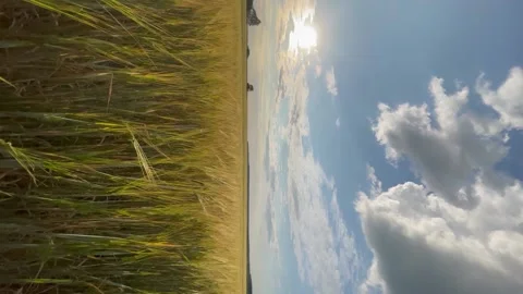 Wheat field at sunset time. Vertical video. Stock Footage 199044516