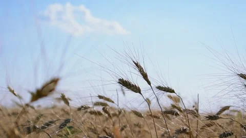 Wheat field at sunset under a cloudy sky. Ripe golden ears sway in the wind Stock Footage 138688088