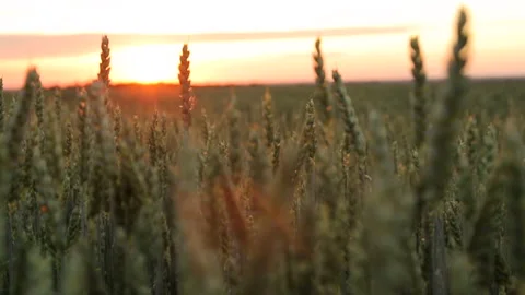 Wheat field at sunset on a warm spring wecar. The sun's rays pass through the Stock Footage 91658594