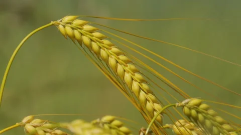 Wheat field at sunset. wheat ear sways in the wind Stock Footage 312172572