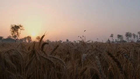 Wheat Field At Sunset. Wheat Field. Golden Wheat Dry Ears Close Up. Stock Footage 239168794