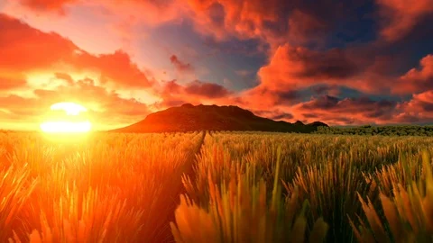 Wheat field at sunset,clouds running over,panorama Video stock 89796963