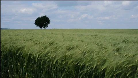 Wheat field in the sunshine Stockbeeldmateriaal 197745683