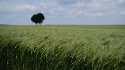 Wheat field in the sunshine Stockbeeldmateriaal 197745688