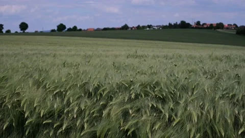 Wheat field in the sunshine Stock Footage 197745971