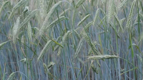 Wheat field in the sunshine Stock Footage 204974120
