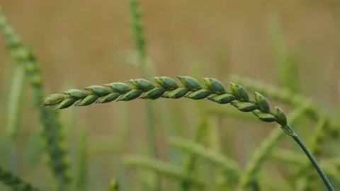 Wheat field in the sunshine Stock Footage 204974121