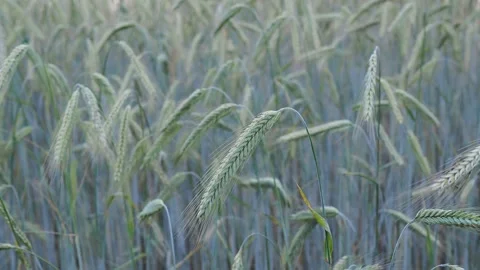 Wheat field in the sunshine Stock Footage 204974123