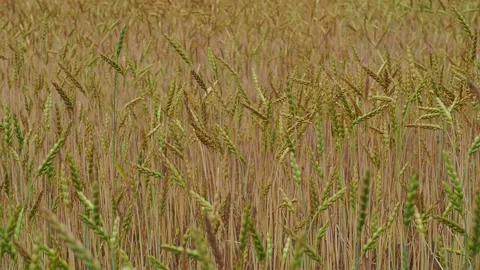 Wheat field in the sunshine Stock Footage 204974540