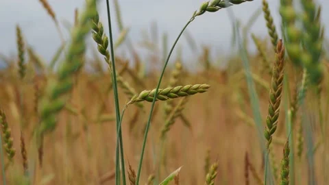 Wheat field in the sunshine Stock Footage 204974542