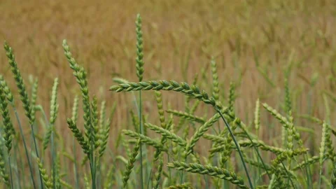 Wheat field in the sunshine Stock Footage 204974543