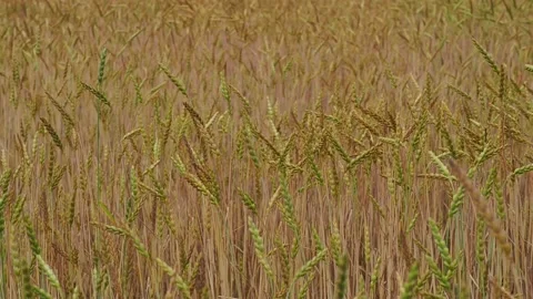 Wheat field in the sunshine Stock Footage 204974548