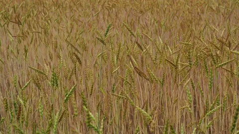 Wheat field in the sunshine Stock Footage 204974550