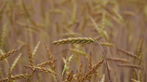 Wheat field in the sunshine Stock Footage 204974844