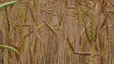 Wheat field in the sunshine Stock Footage 204974845