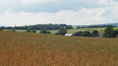 Wheat field in the sunshine Stock Footage 204974855