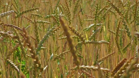 Wheat field in the sunshine Stock Footage 204974883