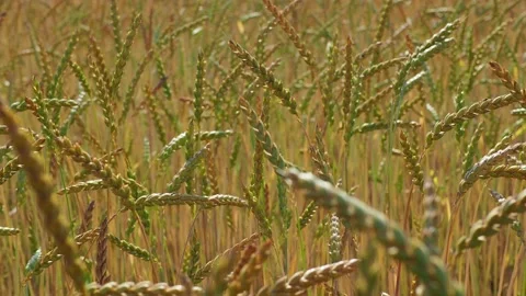 Wheat field in the sunshine Stock Footage 204975206