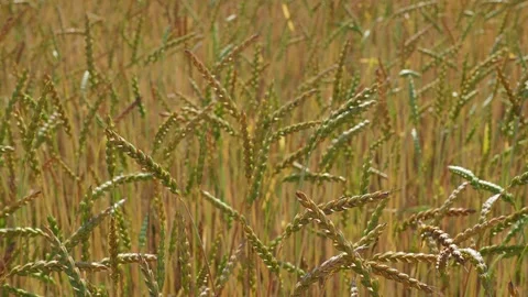 Wheat field in the sunshine Stock Footage 204975430