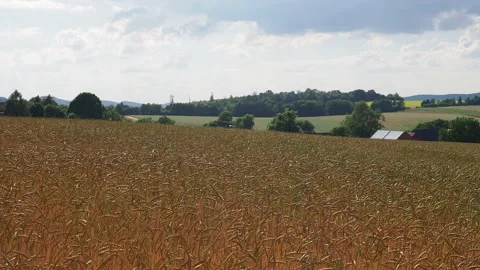 Wheat field in the sunshine Stock Footage 204975450