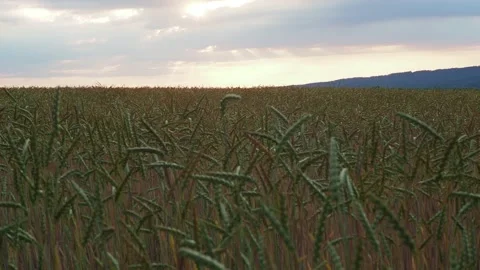 Wheat field in the sunshine Stock Footage 204975461