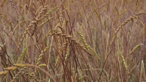 Wheat field in the sunshine Stock Footage 204975543