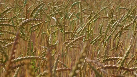 Wheat field in the sunshine Stock Footage 204976377
