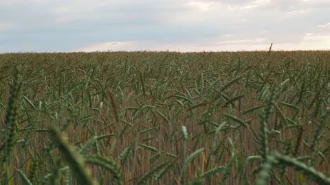 Wheat field in the sunshine Stock Footage 204976381