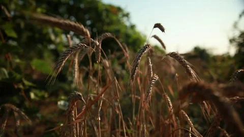 Wheat field surrounded by vineyards 2 Stock Footage 74449823