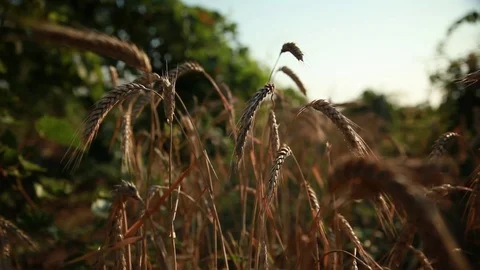 Wheat field surrounded by vineyards 3 Stock Footage 74449912