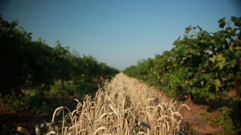 Wheat field surrounded by vineyards 4 Stock Footage 74450030