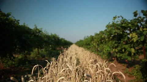 Wheat field surrounded by vineyards 5 Stock Footage 74450065