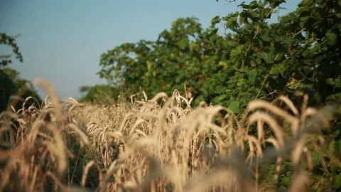 Wheat field surrounded by vineyards Stock Footage 74449689