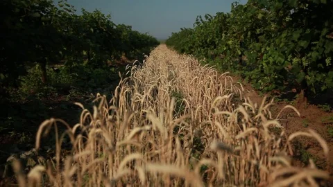 Wheat field surrounded by vineyards with green grapes Stock Footage 74450246