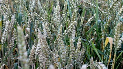 Wheat Field Swaying In The Breeze Video stock 36718026