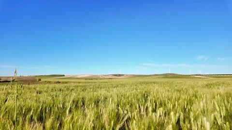 Wheat field swaying gently under the clear blue sky in the countryside. Stock Footage 292082182