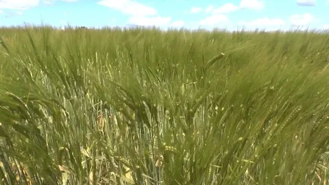 Wheat field swaying gently in the wind Stock Footage 72228802
