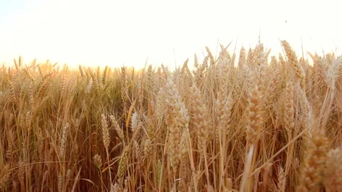 Wheat field swaying from the wind Stock Footage 91376900