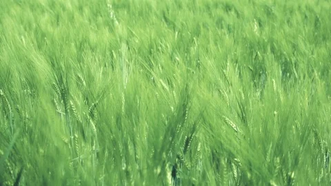 Wheat field swaying in the wind Stock Footage 109485696
