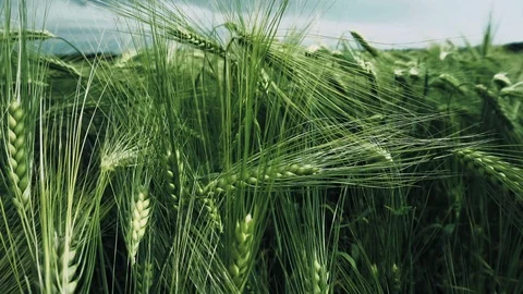 Wheat field swaying in the wind Stock Footage 110706904