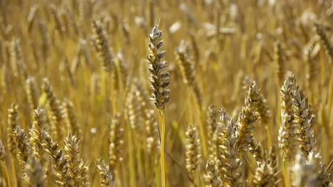 Wheat field swaying in the wind Stock Footage 124365343
