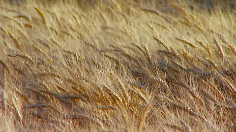 Wheat field swaying in the wind. Real time. Stock Footage 65266407