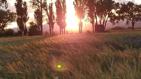 Wheat field swaying in the wind at sunset, symbolizing tranquility and change. Stock Footage 278653306