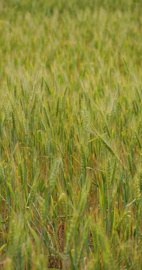 Wheat field sways gently in breeze. Lush green crops thrive under warm Stock Footage 346753457