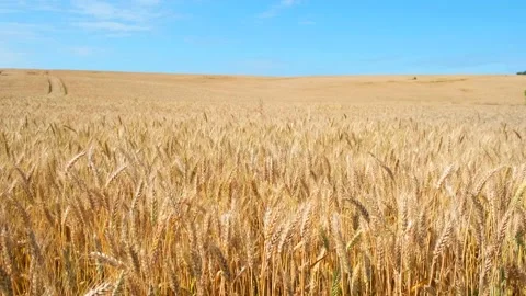 Wheat field sways under the clear blue sky Stock Footage 161908798