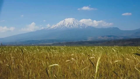 The wheat field sways in the wind, mountain of ararat looks hazy and blurred 스톡 동영상 230536005