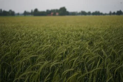A wheat field sways in the wind Foto stock